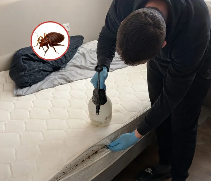 Technicien traitant un matelas contre les punaises de lit à Lisses